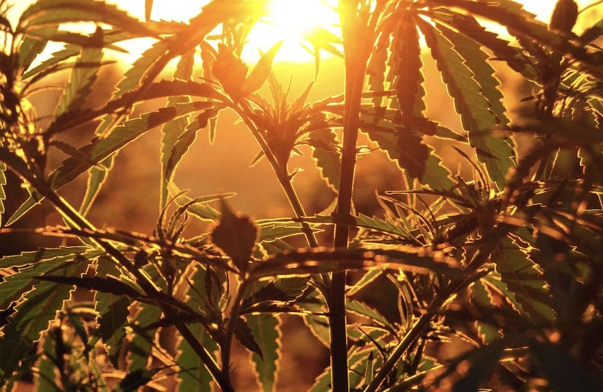 hemp oil vs cbd oil